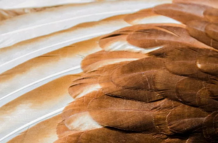 Odour treatment chicken feathers